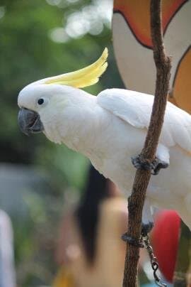 Nimfa (Cockatiel)
