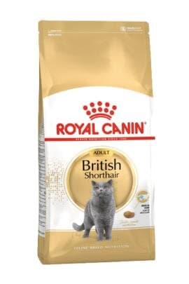 RC British Shorthair
