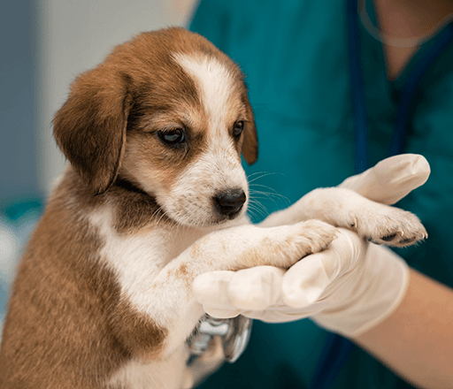 VETERINARSKA APOTEKA PREMIUM PET