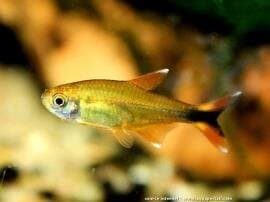 Hassemania Nana