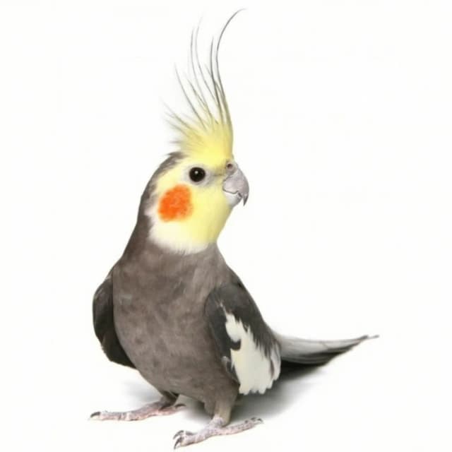 Nimfa (Cockatiel)