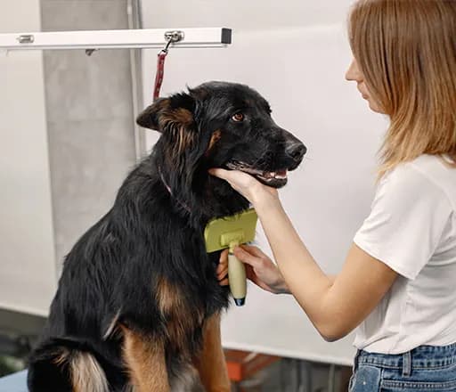 Linjanje pasa: koliko traje i kako smanjiti opadanje dlake