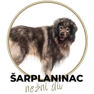 ŠARPLANINAC - Simpatični div sa domaćih prostora